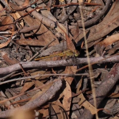 Unidentified Dragonfly (Anisoptera) at O'Connor, ACT - 14 Feb 2023 by ConBoekel