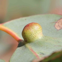 Schedotrioza sp. (genus) (A gall forming psyllid) at O'Connor, ACT - 15 Feb 2023 by ConBoekel