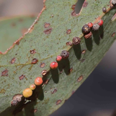 Unidentified Insect at O'Connor, ACT - 14 Feb 2023 by ConBoekel