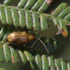 Galerucini sp. (tribe) (A galerucine leaf beetle) at Dryandra St Woodland - 14 Feb 2023 by ConBoekel