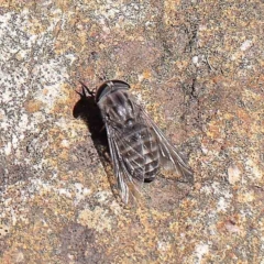 Tabanidae (family) (Unidentified march or horse fly) at Dryandra St Woodland - 14 Feb 2023 by ConBoekel