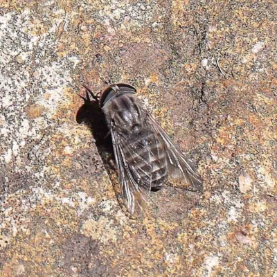 Tabanidae (family) (Unidentified march or horse fly) at O'Connor, ACT - 14 Feb 2023 by ConBoekel