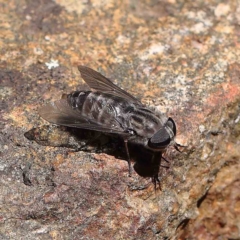 Tabanidae (family) at O'Connor, ACT - 15 Feb 2023