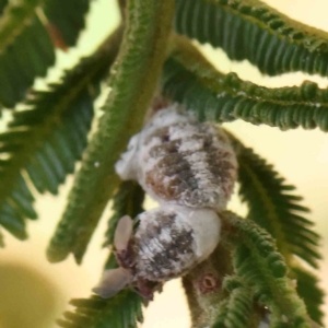 Melanococcus sp. (genus) at O'Connor, ACT - 15 Feb 2023