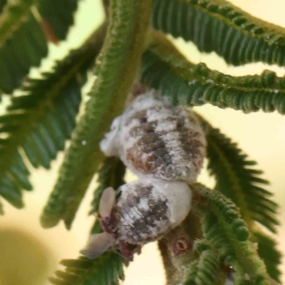 Melanococcus sp. (genus) (A mealy bug) at O'Connor, ACT - 15 Feb 2023 by ConBoekel