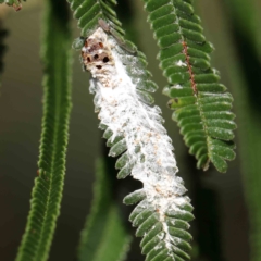Unidentified Scale insect or Mealybug (Hemiptera, Coccoidea) at O'Connor, ACT - 14 Feb 2023 by ConBoekel