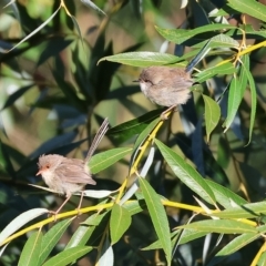 Malurus cyaneus (Superb Fairywren) at Wodonga, VIC - 10 Apr 2023 by KylieWaldon