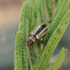 Monolepta froggatti (Leaf beetle) at Dryandra St Woodland - 14 Feb 2023 by ConBoekel