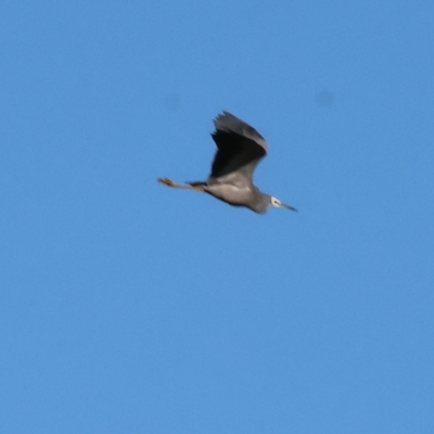 Egretta novaehollandiae (White-faced Heron) at Wodonga - 10 Apr 2023 by KylieWaldon