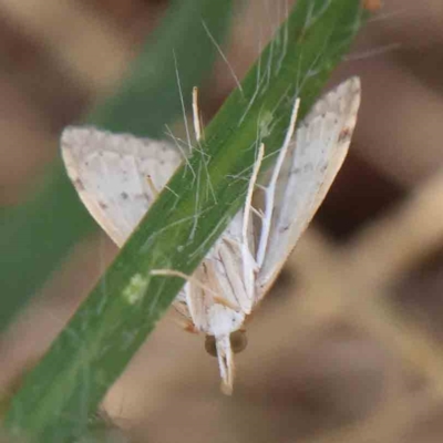 Metasia dicealis (Metasia dicealis) at Dryandra St Woodland - 15 Feb 2023 by ConBoekel