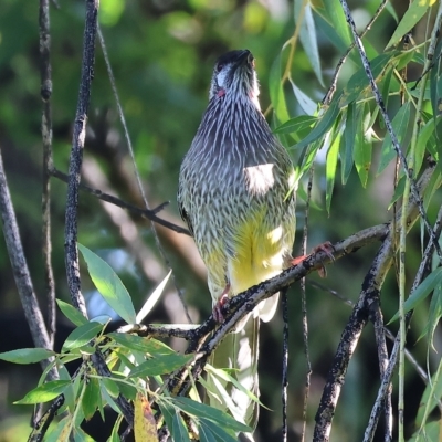 Anthochaera carunculata (Red Wattlebird) at Wodonga - 10 Apr 2023 by KylieWaldon