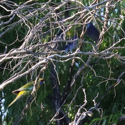 Platycercus elegans flaveolus (Yellow Rosella) at Wodonga - 10 Apr 2023 by KylieWaldon