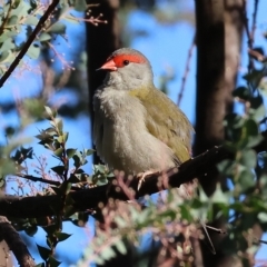 Neochmia temporalis (Red-browed Finch) at Wodonga, VIC - 11 Apr 2023 by KylieWaldon