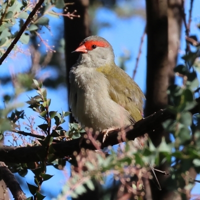 Neochmia temporalis (Red-browed Finch) at Wodonga - 10 Apr 2023 by KylieWaldon