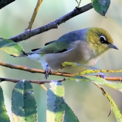 Zosterops lateralis (Silvereye) at Wodonga, VIC - 11 Apr 2023 by KylieWaldon