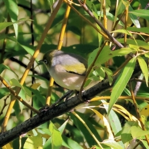 Zosterops lateralis at Wodonga, VIC - 11 Apr 2023 09:31 AM