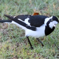 Grallina cyanoleuca (Magpie-lark) at Wodonga - 10 Apr 2023 by KylieWaldon