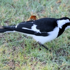 Grallina cyanoleuca at Wodonga, VIC - 11 Apr 2023