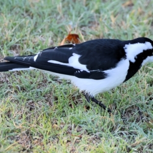 Grallina cyanoleuca at Wodonga, VIC - 11 Apr 2023