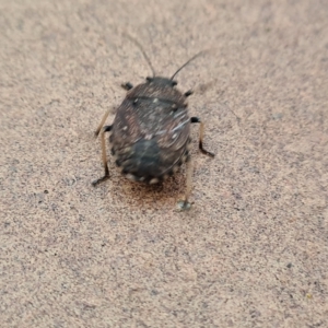 Platycoris rotundatus at Isaacs, ACT - 11 Apr 2023