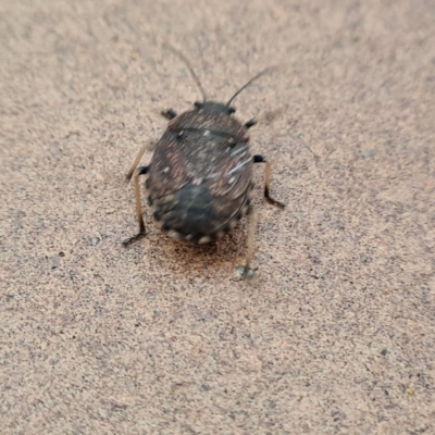 Platycoris rotundatus (A shield bug) at Isaacs, ACT - 11 Apr 2023 by Mike