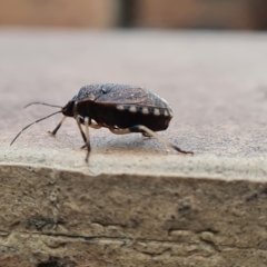 Platycoris rotundatus at Isaacs, ACT - 11 Apr 2023