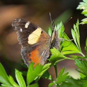 Vanessa itea at Weston, ACT - 11 Apr 2023 12:04 PM