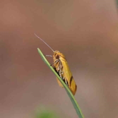 Plectobela undescribed species (A concealer moth (Wingia group)) at O'Connor, ACT - 15 Feb 2023 by ConBoekel