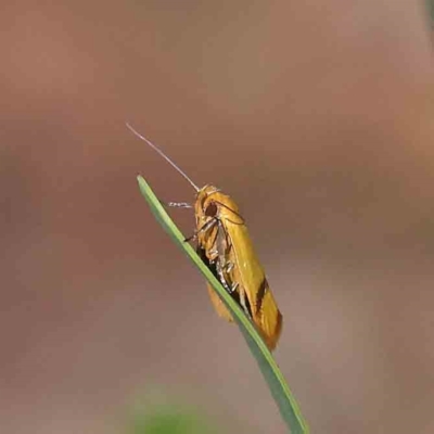 Plectobela undescribed species (A concealer moth) at Dryandra St Woodland - 14 Feb 2023 by ConBoekel