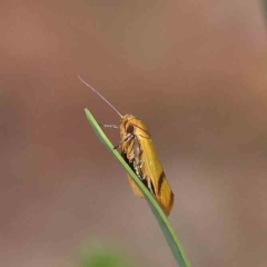 Plectobela undescribed species (A concealer moth) at O'Connor, ACT - 14 Feb 2023 by ConBoekel