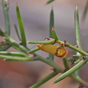 Plectobela undescribed species at O'Connor, ACT - 15 Feb 2023