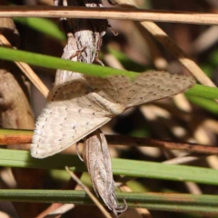 Unidentified Geometer moth (Geometridae) at O'Connor, ACT - 14 Feb 2023 by ConBoekel