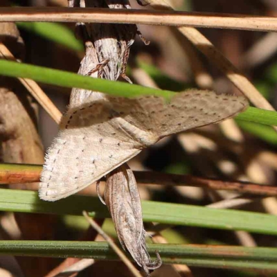 Unidentified Geometer moth (Geometridae) at O'Connor, ACT - 14 Feb 2023 by ConBoekel