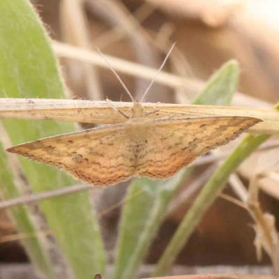 Scopula rubraria (Reddish Wave, Plantain Moth) at O'Connor, ACT - 15 Feb 2023 by ConBoekel