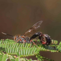 Tiphiidae (family) (Unidentified Smooth flower wasp) at Dryandra St Woodland - 14 Feb 2023 by ConBoekel