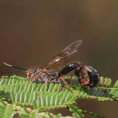 Tiphiidae (family) (Unidentified Smooth flower wasp) at O'Connor, ACT - 15 Feb 2023 by ConBoekel