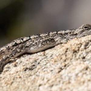 Amphibolurus muricatus at Tennent, ACT - 31 Mar 2023