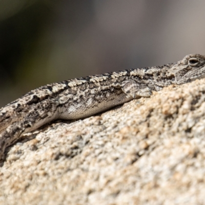 Amphibolurus muricatus (Jacky Lizard) at Namadgi National Park - 31 Mar 2023 by SWishart