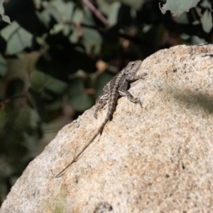 Amphibolurus muricatus at Tennent, ACT - 31 Mar 2023