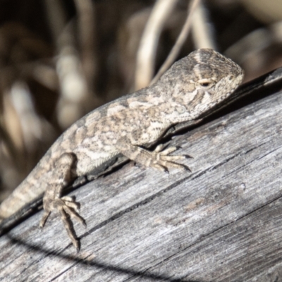 Amphibolurus muricatus (Jacky Lizard) at Tennent, ACT - 31 Mar 2023 by SWishart