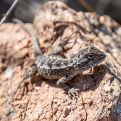 Diporiphora nobbi (Nobbi Dragon) at Tennent, ACT - 31 Mar 2023 by SWishart