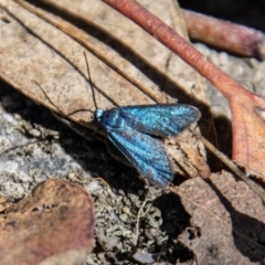 Pollanisus (genus) (A Forester Moth) at Namadgi National Park - 31 Mar 2023 by SWishart