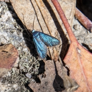 Pollanisus (genus) at Tennent, ACT - 31 Mar 2023 02:01 PM