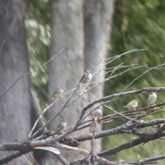 Neochmia temporalis (Red-browed Finch) at Mumbil, NSW - 7 Apr 2023 by Darcy