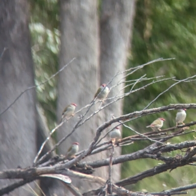 Neochmia temporalis (Red-browed Finch) at Mumbil, NSW - 7 Apr 2023 by Darcy