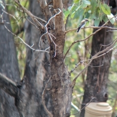 Microeca fascinans (Jacky Winter) at Mumbil, NSW - 7 Apr 2023 by Darcy