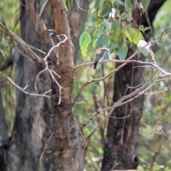 Microeca fascinans at Mumbil, NSW - 7 Apr 2023 12:23 PM