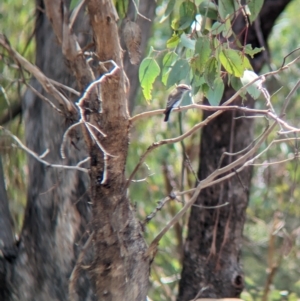 Microeca fascinans at Mumbil, NSW - 7 Apr 2023