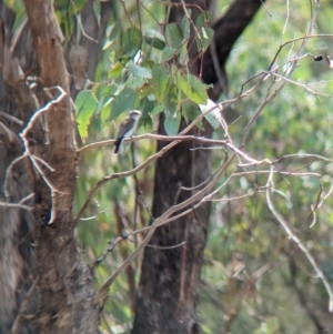 Microeca fascinans at Mumbil, NSW - 7 Apr 2023 12:23 PM