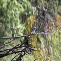 Microeca fascinans at Mumbil, NSW - 7 Apr 2023 12:23 PM